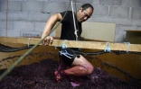 Le viticulteur japonais Hirotake Ooka un harnais dans sa cuve pour remuer avec ses pieds le raisin fraîchement récolté à Saint-Pérey près de Valence, le 26 septembre 2016