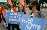 Chats, chiots, dauphins: l'heure du vote final d'un texte emblématique contre la maltraitance