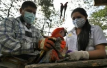 Karina Escalante (d), agronome à l'Institut de conservation des forêts, examine un perroquet Ara macao, le 9 juin 2021 à Copan Ruinas, au Honduras 