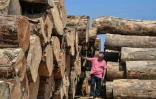 Rubens Zilio, l'un des propriétaires de la scierie Serra Mansa, à Itaituba dans la forêt amazonienne, inspecte des troncs le 12 septembre 2019