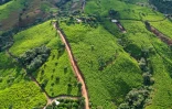 Vue aérienne de champs de coca dans les montagnes de la municipalité de El Patia, dans la région de Cauca en colombie, le 1 mai 2021

