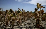 Des tournesols brûlés par le soleil à Puy-Saint-Martin, dans la Drôme, le 22 août 2023
