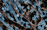 Une image de particules du virus de la grippe aviaire A H5N1 (en bleu), obtenue le 22 novembre 2024 auprès des Centres américains de prévention et de lutte contre les maladies et de l'Institut national des allergies et des maladies infectieuses