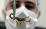 Le vétérinaire Thiago Mathias Chiariello manipule un scorpion jaune, le 2 octobre 2024 à l'Institut Butantan de Sao Paulo, au Brésil