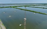 Vue aérienne de bassins de production  d'un d'élevage de crevettes sous vidéo-surveillance, le 31 juillet 2023 à Taura, en Équateur