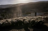 Un troupeau de moutons à Ras Ein al-Auja, dans la vallée du Jourdain, en Cisjordanie occupée, le 30 septembre 2025 