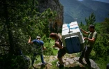 Nicolas Renaud (g), agent de la Réserve naturelle des hauts plateaux du Vercors, et une employée du Puy du Fou (c) transportent une cage avec des bébés gypaètes barbus avant leur libération sur une corniche du Parc Naturel Régional du Vercors, près de Treschenu-Creyers le 13 juin 2025