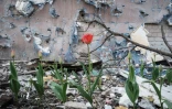 Tulipe dans les ruines de Roubijné, ville de l'est de l'Ukraine prise sous des bombardements intensifs, le 23 avril 2022