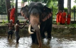 Un éléphant prend son bain près d'un temple à Colombo sous les yeux de moines bouddhistes, le 17 juin 2016