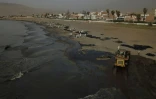 Nettoyage d'une plage de la station balnéaire d'Ancon, au nord de Lima, après une marée noire provoquée par l'éruption d'un volcan aux îles Tonga, le 20 janvier 2022 au Pérou