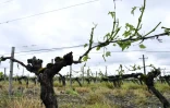 Des ceps de vignes dans un vignoble à Cognac en Charente après un violent orage, le 26 mai 2018