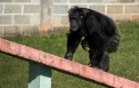 Une chimpanzée et son bébé dans un sanctuaire pour grands singes maltraités à Sorocaba, au Brésil, le 28 juillet 2017