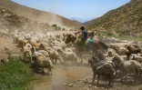 Un berger kurde à cheval conduit son troupeau de moutons dans les montagnes de la province de Hakkari, dans le sud-est de la Turquie, le 12 juillet 2025
