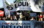 Des militants de la protection du loup en France manifestent à Nice, le 17 janvier 2016