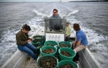 Dan Johannes (c) à bord d'un bateau rempli d'huîtres à placer dans un récif sanctuaire, dans la baie de Chesapeake, près d'Annapolis, le 20 mai 2025 dans le Maryland