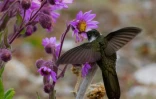 Un colibri observé dans la zone du glacier Humboldt dans le parc national de la Sierra Nevada de Mérida au Venezuela