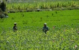 Un champ de pavot dans la province de Nangarhar, le 10 mai 2020 en Afghanistan