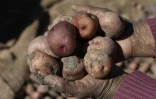 La paysanne aymara Dominga Quenta tient des pommes de terre dans ses mains, dans la communauté de Caritamaya, près du lac Titicaca, dans la région de Puno, au Pérou, le 29 mai 2026