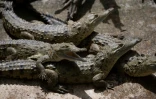 Des petits crocodiles de l'Orénoque dans un étang de reproduction, au zoo Leslie Pantin de Turmero, dans le centre-nord du Venezuela, le 8 avril 2023