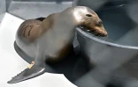 Une otarie soignée à l'Institut de la vie marine des îles Channel (CIMWI), le 9 juillet 2023 à Gaviota, en Californie