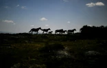 Des chevaux "garrano" dans les montagnes près de Vieira do Minho, le 23 juin 2023 au Portugal