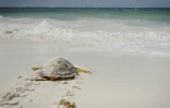 Une jeune tortue relâchée par l'ONG Local Ocean Conservation, le 23 mai 2025 à Watamu, au Kenya