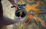 Un homme montre la racine d'iboga, réduite en poudre fine, lors de la cérémonie du bois sacré au village de Ndossy, à Akanda, le 13 février 2025 au Gabon