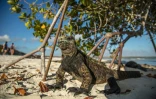 Un iguane sur la plage de Tortuga Bay, dans l'archipel des Galapagos, le 20 janvier 2018