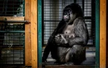 Gypsy et son bébé, le 20 février 2019 au zoo de Saint-Martin-la-Plaine. L'espèce "Gorilla gorilla gorilla" (gorille des plaines de l'Ouest) est classée en danger critique d?extinction