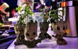 Des plants de cannabis à vendre dans un festival promouvant cette drogue désormais légale, à Nakhon Pathom, en Thaïlande