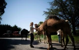 L'éleveuse de chameaux Camille Tessier sà la ferme "Prairie de Cameline", à Terre de Bancalier, près de Toulouse, le 17 mai 2022