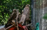 Des milans dans un enclos du Centre de sauvetage de la faune sauvage de Margallah, à Islamabad, le 7 juillet 2026 au Pakistan