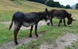 Des ânes à la ferme de Vanessa Peduzzi à Alpe Bedolo, sur la commune de Schignano, le 25 juin 2020 en Lombardie
