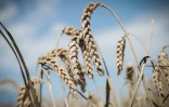 Parmi ses autres dispositions, le texte propose des mesures sur la formation, avec la création d'un "Bachelor Agro", un diplôme de bac+3 censé faire référence à l'avenir
