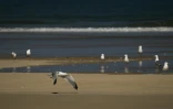 Des oiseaux sur le banc d'Arguin, îlot "mouvant" de sable près d'Arcachon, en Gironde, le 24 avril 2026