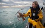Une scientifique de l'Ifremer remet à l'eau une langouste équipée d'un émetteur acoustique, le 13 décembre 2022 à Perros-Guirec, dans les Côtes d'Armor