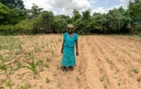 L'agricultrice Josephine Ganye dans son champ de maïs, flétri par la sécheresse intense sévissant dans la région de Buhera (Zimbabwe), le 28 janvier 2020