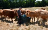 L'éleveur Pascal Mareix donne de l'eau à ses vaches à Mazeirat, le 7 juillet 2026 dans la Creuse