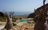 Un "arbre concombre" en fleurs sur l'archipel de Socotra, le 12 avril 2021 au Yémen