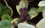 Une grenouille Jambato au centre de recherches Jambatu, le 9 novembre 2020 à San Rafael, en Equateur