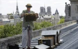 L'apiculteur Audric de Campeau rend visite à ses abeilles sur le toit de la Monnaie de Paris, le 16 juillet 2017 à Paris