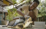Lameck Maitha, coordinateur sanitaire de l'ONG Local Ocean Conservation, caresse la tête de la tortue Safari, dont une nageoire a dû être amputée après avoir été prise dans un filet de pêche, le 19 mai 2025 à Watamu, au Kenya