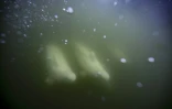 Des bélugas dans la baie d'Hudson, au Canada, le 8 août 2022