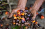 Les fruits du palmier à huile dans une plantation de Meulaboh, dans la province d'Aceh dans le nord de l'île de Sumatra en Indonésie