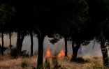 Un incendie a atteint le parc naturel de Doñana dans le sud de l'Espagne, le 25 juin 2017 près de Mazagon