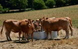 Les vaches de l'éleveur Pascal Mareix mangent du foin à Mazeirat, le 7 juillet 2026 dans la Creuse