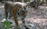 Image tirée d'une vidéo de caméra de surveillance, prise le 30 avril 2024, et publiée le 15 juin 2025 par le Département des parcs nationaux, de la faune et de la conservation des plantes (DNP) de Thaïlande et le WWF Thaïlande, montrant un tigre dans le parc national de Khlong Lan, dans la province de Khampaeng Phet, en Thaïlande