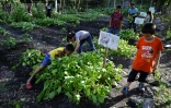 Des enfants cultivent un potager à El Chaparral, à 40 km au nord de San Salvador, le 12 août 2020