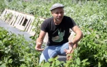 Le fermier Andreas Gugumuck dans son exploitation "Wiener Schnecken", le 18 juin 2022 à Vienne, en Autriche