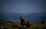 Un cheval de race "garrano" dans les montagnes près de Vieira do Minho, le 23 juin 2023 au Portugal
